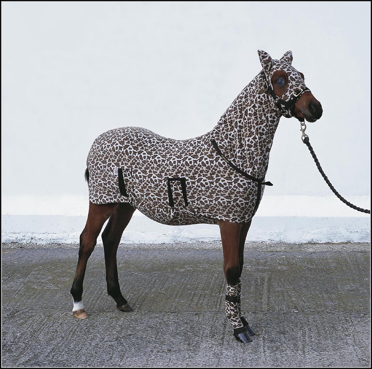 Leopard Print Horse Rug Rugs Home Decorating Ideas