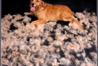 Short Hair Dog Shedding In Winter Short Hair Dog Shedding In Winter