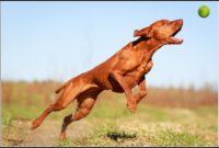 Short Hair Low Shedding Dog Breeds Short Hair Low Shedding Dog Breeds